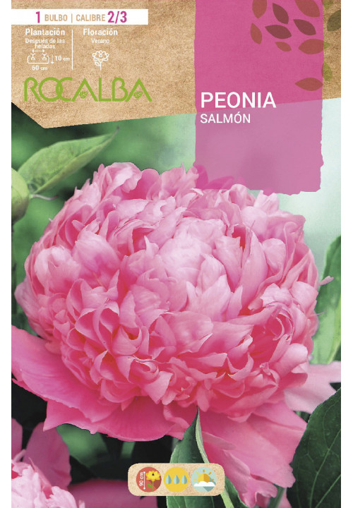 PEONIAS -SALMON