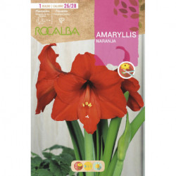 AMARYLLIS -NARANJA