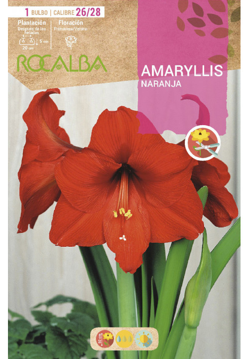 AMARYLLIS -NARANJA