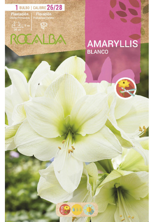 AMARYLLIS -BLANCO