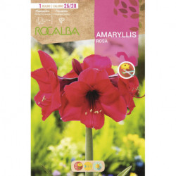 AMARYLLIS -ROSA