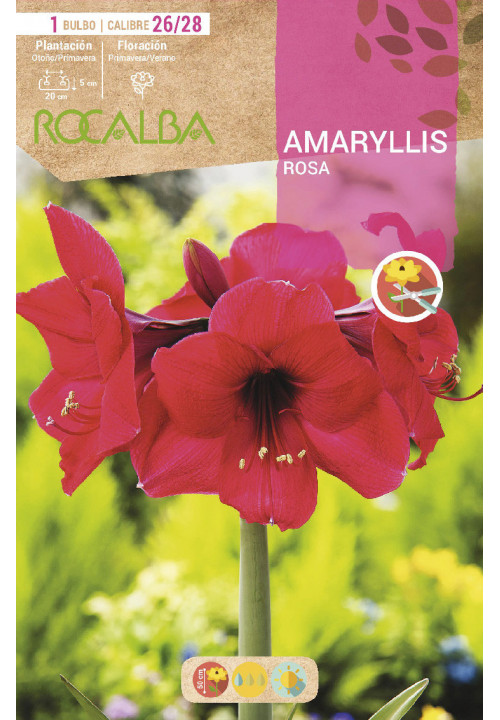 AMARYLLIS -NARANJA