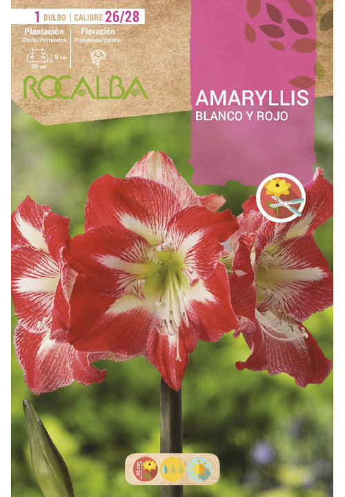 AMARYLLIS -BLANCO Y ROJO