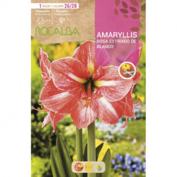 AMARYLLIS -ROSA ESTRIADO DE BLANCO