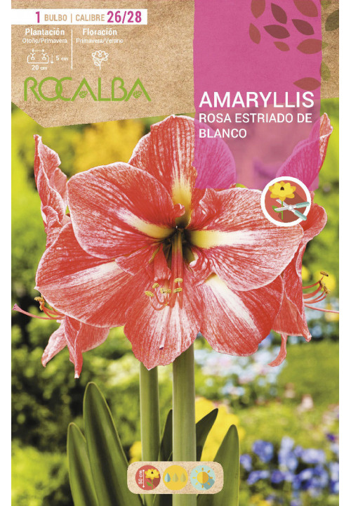 AMARYLLIS -ROSA ESTRIADO DE BLANCO