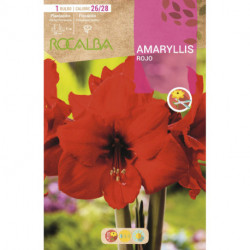 AMARYLLIS -ROJO