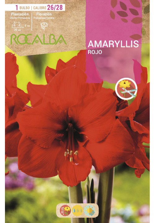 AMARYLLIS -ROJO