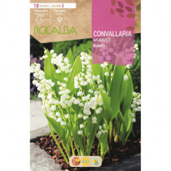 CONVALLARIA -BLANCO