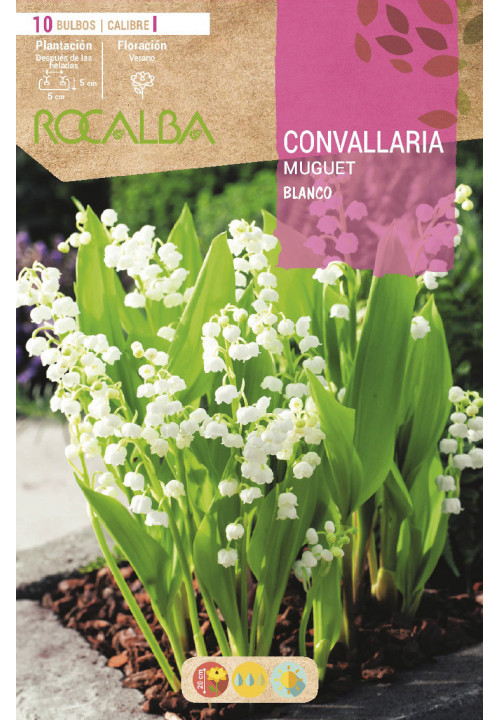 CONVALLARIA -BLANCO