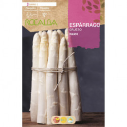 ASPARAGUS -WHITE-