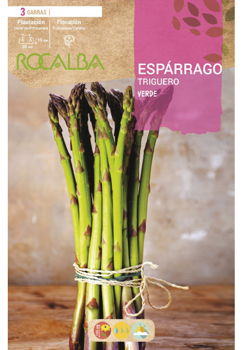 ASPARAGUS TRIGUERO -GREEN-