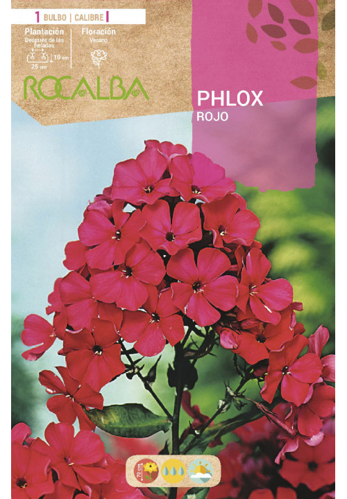 PHLOX -ROJO