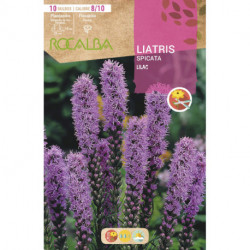 LIATRIS SPICATA LILAC -LILA