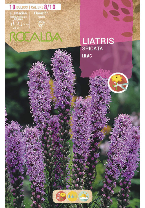 LIATRIS SPICATA LILAC -LILA