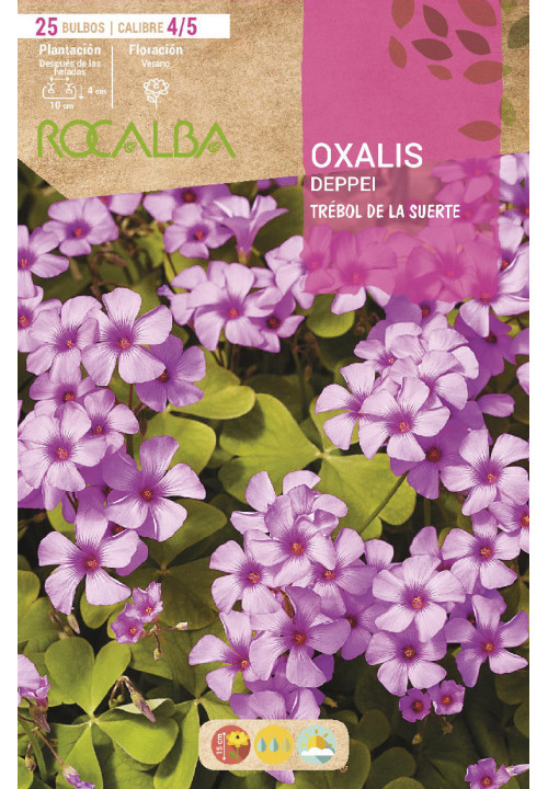 OXALIS DEPPEI -ROSA