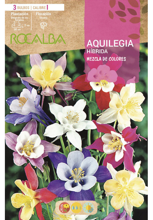 AQUILEGIA HIBRIDA -MEZCLA DE COLORES