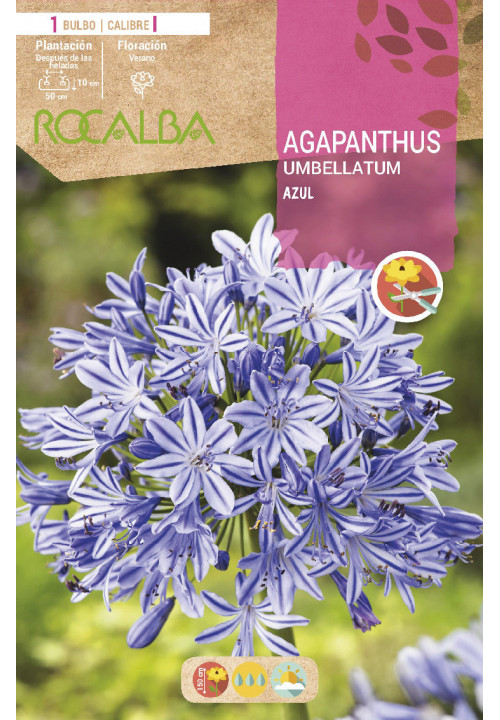 AGAPANTHUS UMBEL LATUM -AZUL