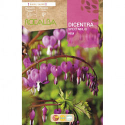 DICENTRA SPECTABILIS -ROSA