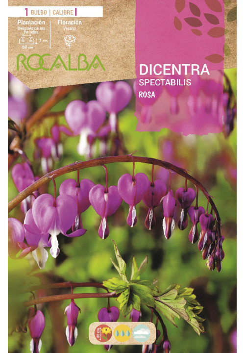 DICENTRA SPECTABILIS -ROSA