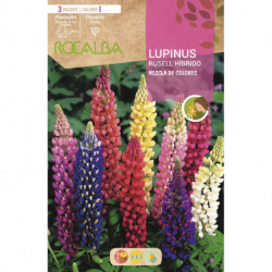 LUPINUS RUSSELL HIB. -MEZCLA DE COLORES