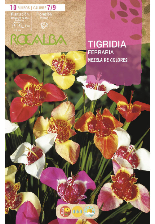 TIGRIDIA FERRARIA -MEZCLA DE COLORES