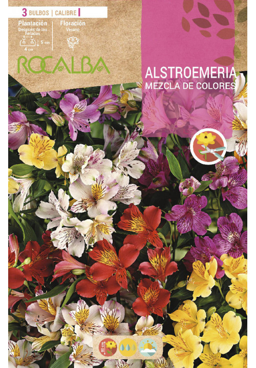 ALSTROEMERIA -MEZCLA DE COLORES