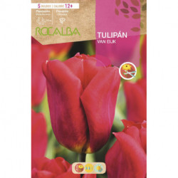 TULIPAN VAN EIJK -ROSA-