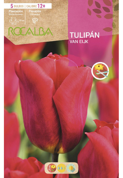 TULIPAN VAN EIJK -ROSA-