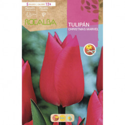 TULIPAN CHRISTMAS MARVEL -ROSA CARMIN-