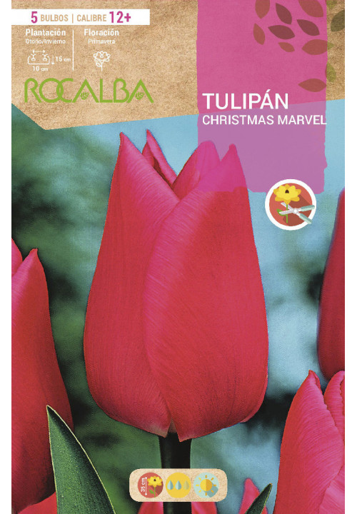 TULIP CHRISTMAS MARVEL -CARMINE PINK-