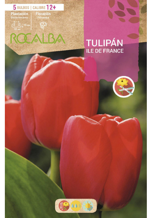 TULIPAN ILE DE FRANCE -ROJO-