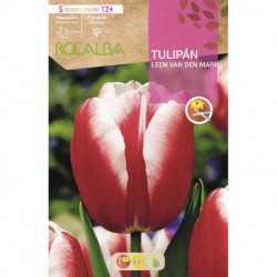 TULIP LEEN V.D.MARK -RED AND WHITE-