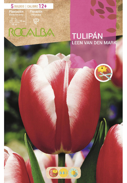 TULIPAN LEEN V.D.MARK -ROJO Y BLANCO-