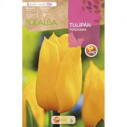 TULIP YOKOHAMA -PURE YELLOW-