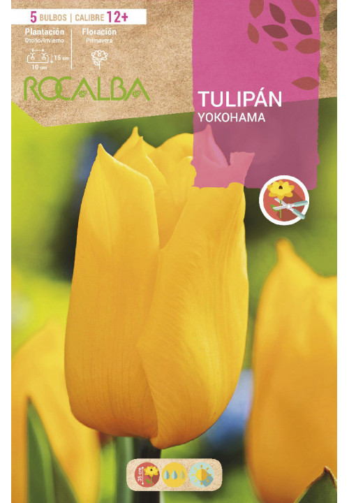 TULIPAN YOKOHAMA -AMARILLO PURO-