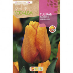 TULIP BLUSHING APELDOORN -YELLOW WITH RED STRIPES-