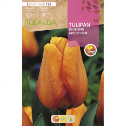 TULIPAN BLUSHING APELDOORN -AMARILLO ESTRIADO ROJO-