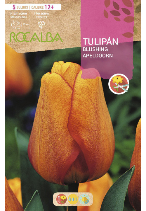 TULIPAN BLUSHING APELDOORN -AMARILLO ESTRIADO ROJO-