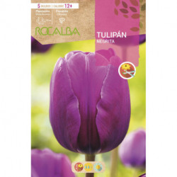 tulipan NEGRITA -VIOLETA-