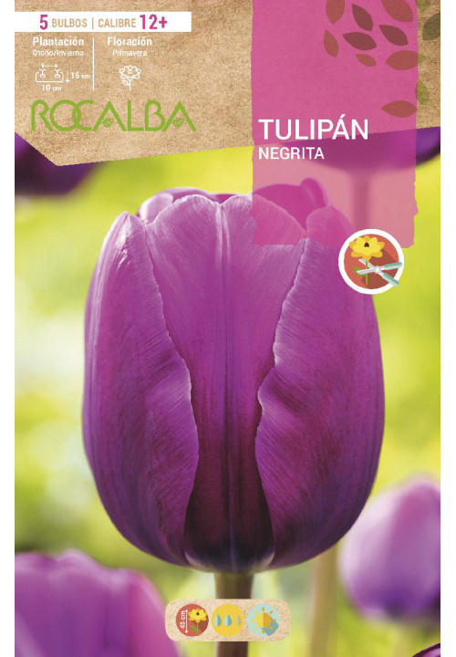 tulipan NEGRITA -VIOLETA-
