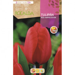 TULIP RED IMPRESSION 