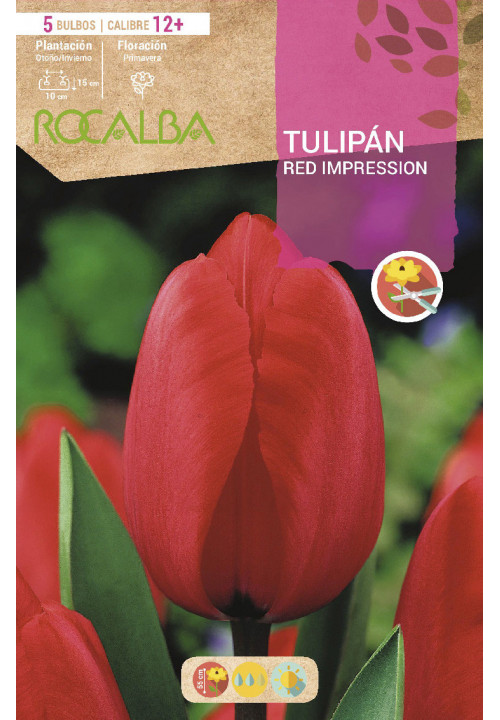 TULIP RED IMPRESSION 