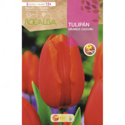 TULIPAN ORANGE CASSINI -NARANJA Y SALMON MOTEADO-