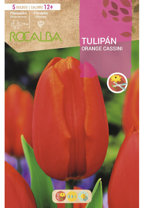 TULIPAN ORANGE CASSINI -NARANJA Y SALMON MOTEADO-