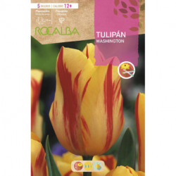 TULIP WASHINGTON -RED FLAMING YELLOW-