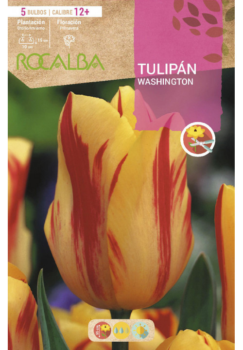 TULIPAN WASHINGTON -AMARILLO FLAMBEADO ROJO-