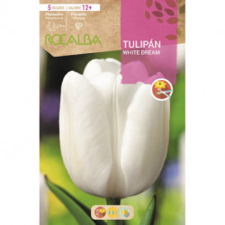 TULIPÁN WHITE DREAM -BLANCO PURO-