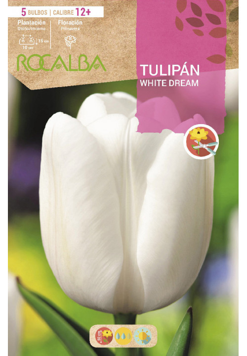 TULIPÁN WHITE DREAM -BLANCO PURO-