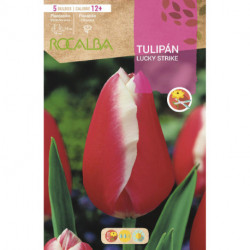 TULIP LUCKY STRIKE -WHITE EDGES AND RED-