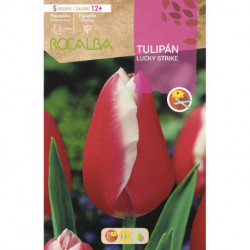 TULIPAN LUCKY STRIKE -ROJO BORDE BLANCO-